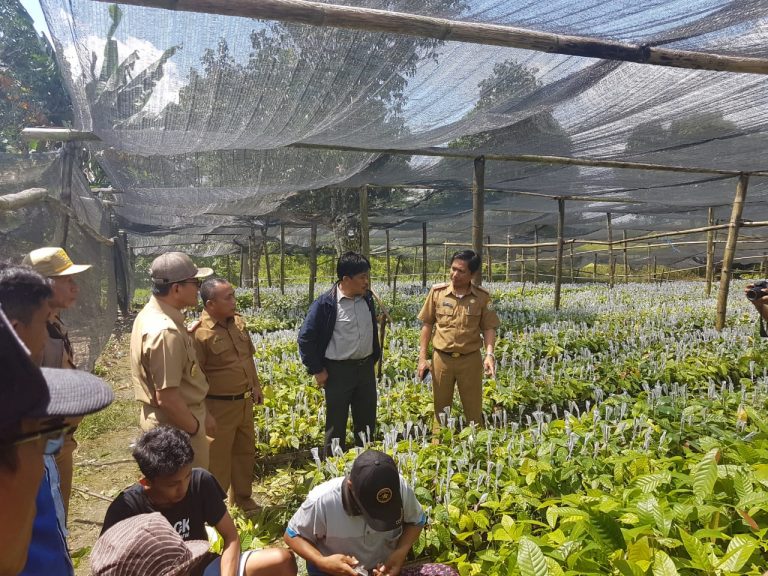 Kementan Bangun Kawasan Kakao Berbasis Korporasi di Kolaka Timur