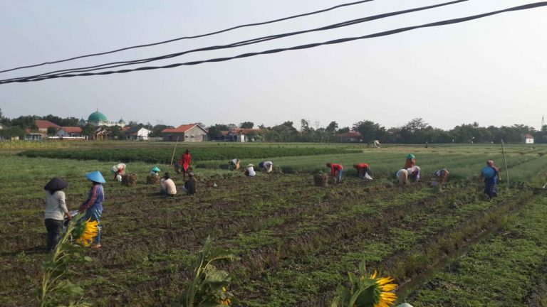 Petani Brebes Puas Hasil Panen Bawang Merah Berukuran Jumbo