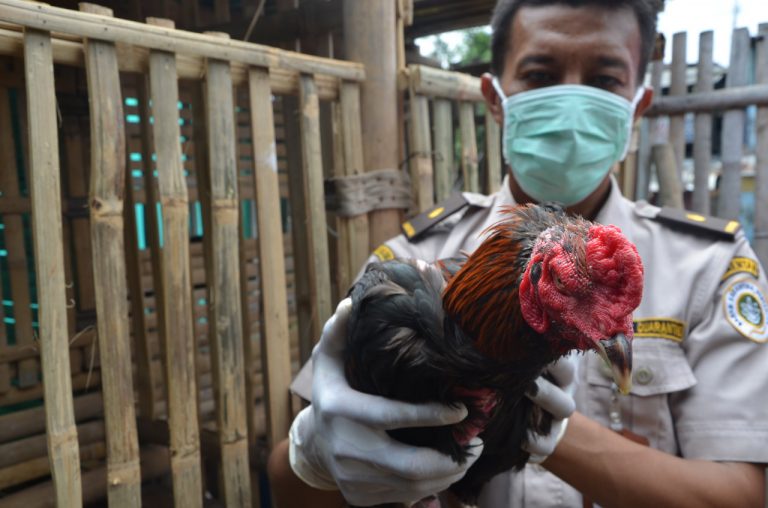 Flu Burung Mewabah di Malaysia, Ini Langkah Kementan
