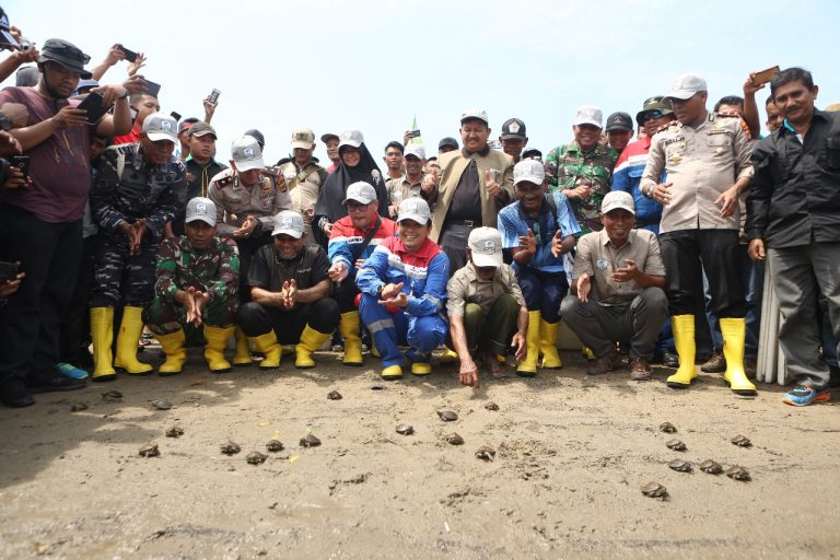 Pertamina EP Rantau Lepas 433 Tukik Tuntong Laut