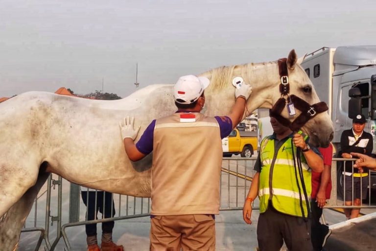 Kloter Terakhir Kuda Asian Games Tiba, Kementan Kawal Hingga ke Area Pacuan