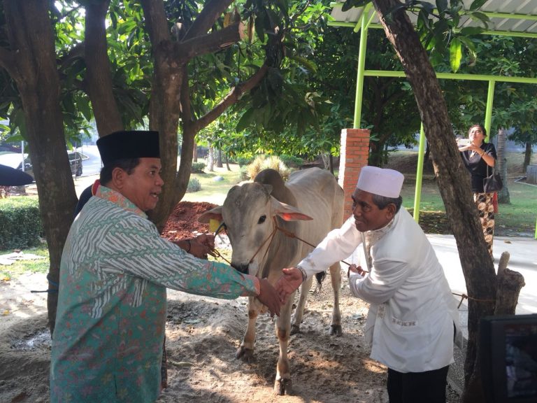 Menteri Amran Berqurban Sapi Lokal 600 Kg