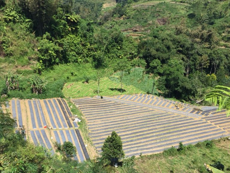 Kementan Perluas Areal Tanam Bawang Putih di Lereng Gunung Wilis Tulungagung
