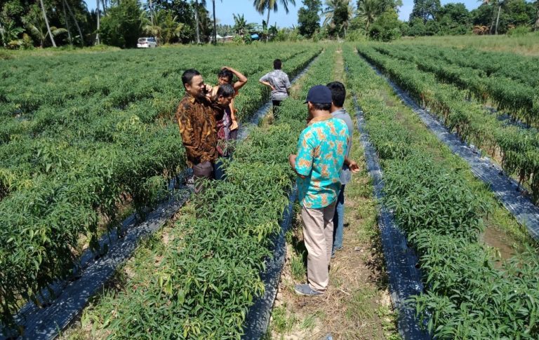 Upaya Kementan Sejahterakan Petani Cabai Toli Toli