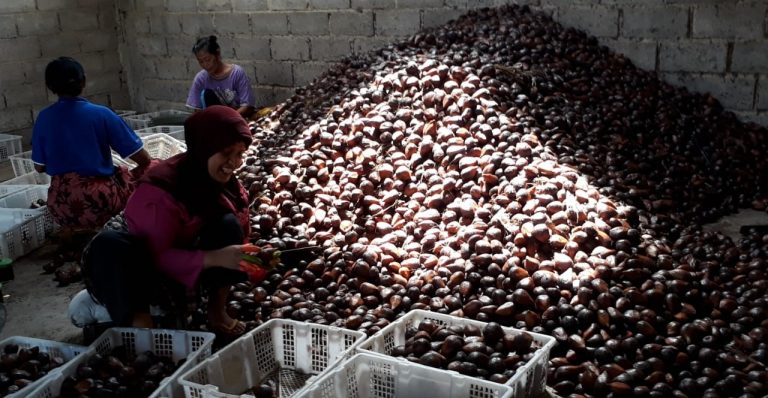 Keripik Salak Khas Banjarnegara Siap Go International