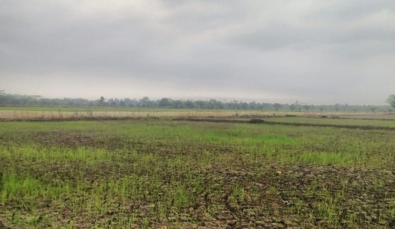 Kementan Optimistis Produksi Padi Terjaga Saat Kemarau