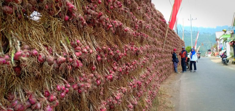 Kementan Jamin Ketersediaan Bawang Merah di Jatim