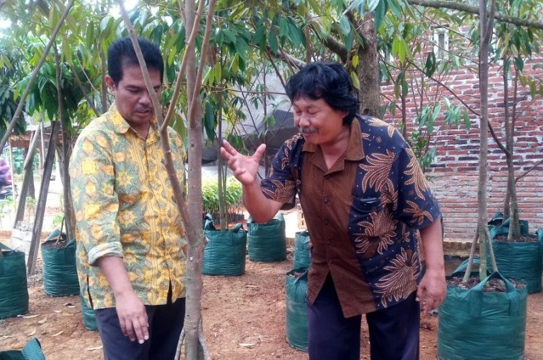 Kementan Yakin Durian Bawor Banyumas Bisa Kalahkan Monthong