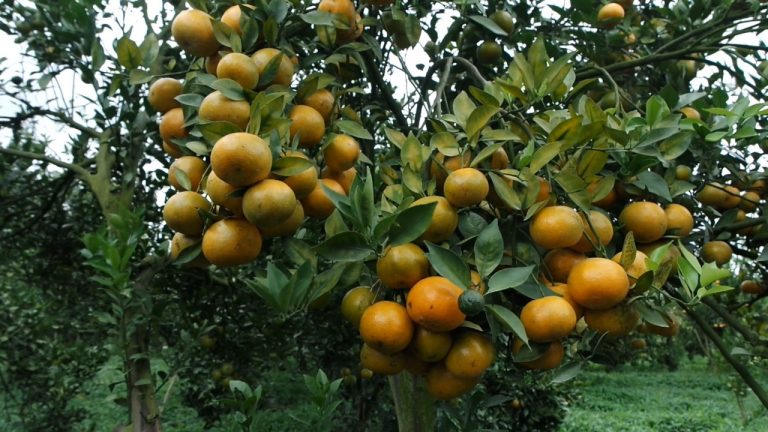 Paten, Ini Langkah Mentan SYL Kembangkan Jeruk Nasional