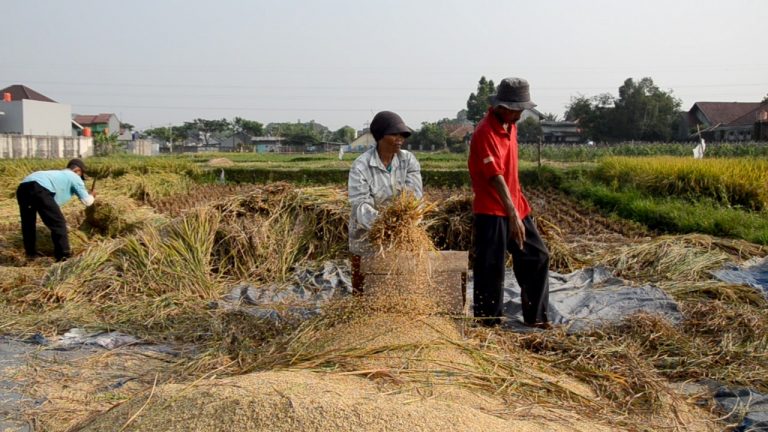 Panen Padi Inpari 40 di Bogor Capai 9,6 Ton per Hektar