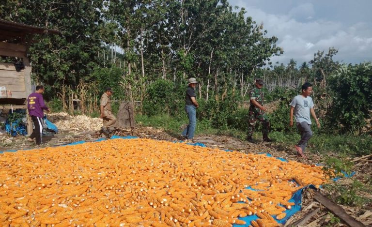 Program Perluasan Areal Tanam Baru Dongkrak Produksi Jagung di Toli Toli