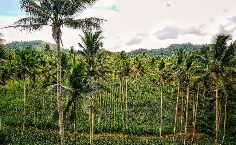 Banggai Kepulauan Tambah Areal Tanam Baru untuk Produksi Jagung