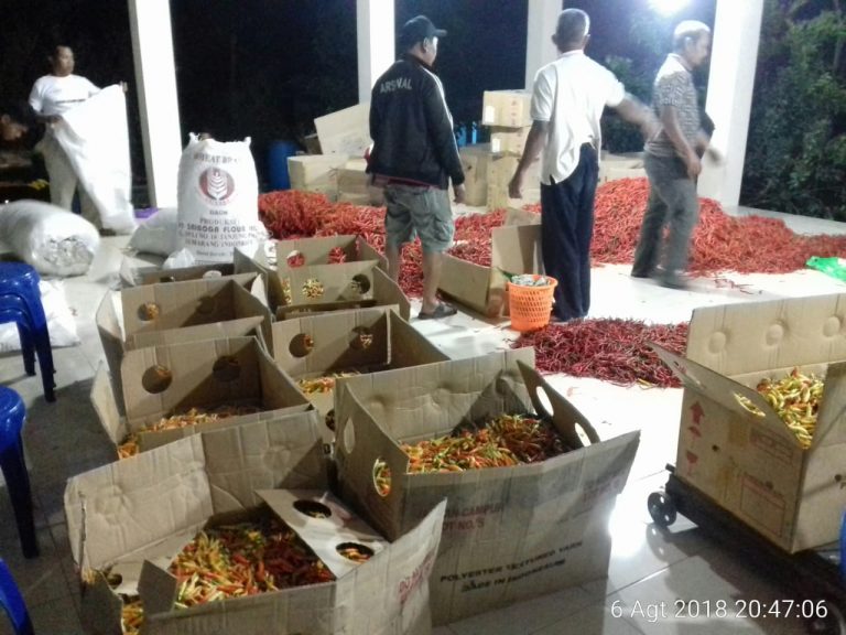 Transaksi Bangsal Pasca Panen Untungkan Petani Cabai