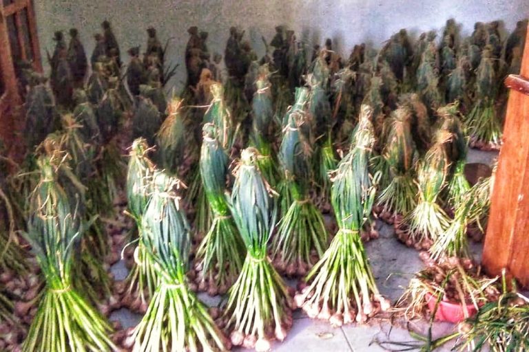 Penangkar Benih Bawang Putih Komitmen Perangi Benih Palsu dan Oplosan