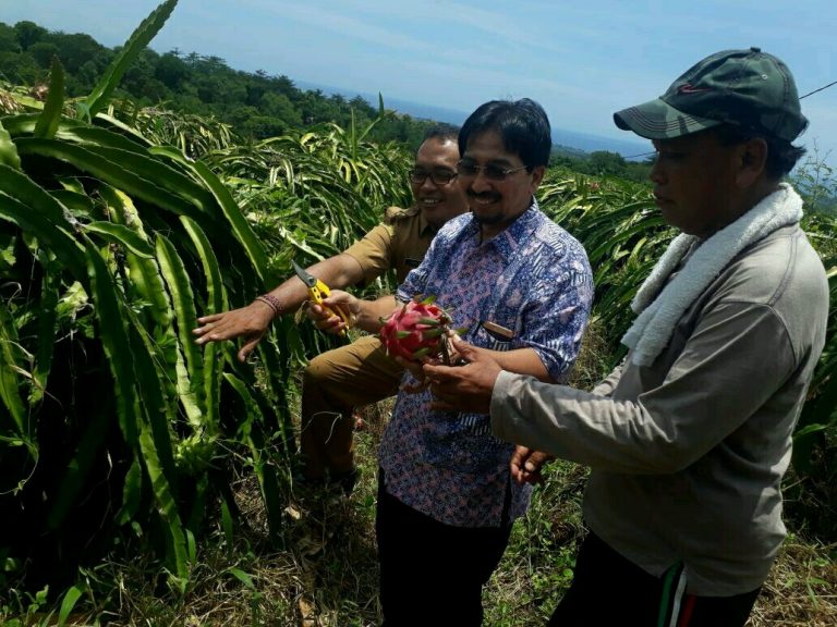 Buah Naga Asal Pulau Dewata Kembali Diincar Tiongkok