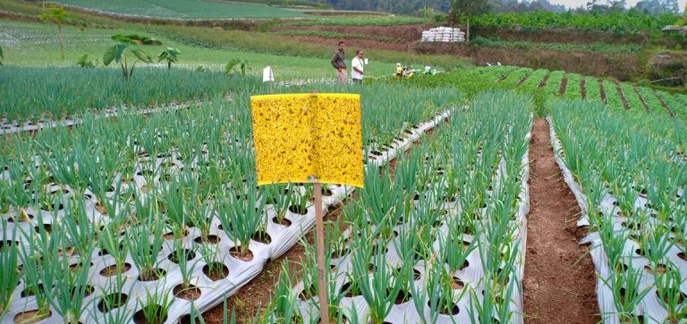 Tangkal Hama, Kementan Minta Petani Bawang Putih Gunakan Likat Kuning