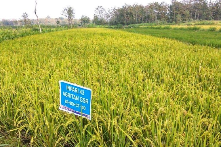 Terapkan Sistem Tanam “Culik”, Produktivitas Petani Gunung Kidul Meningkat