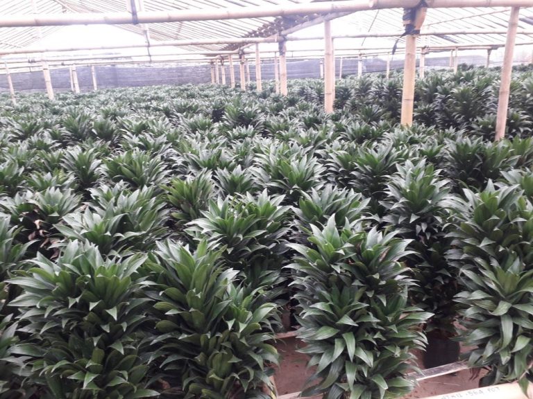 Sukabumi Kembali Ekspor Dracaena ke India dan Malaysia