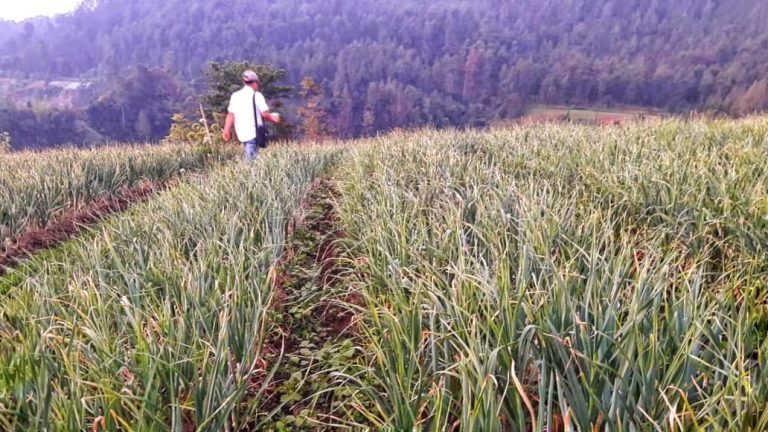 Varietas Tawangmangu Baru Didorong untuk Swasembada Bawang Putih