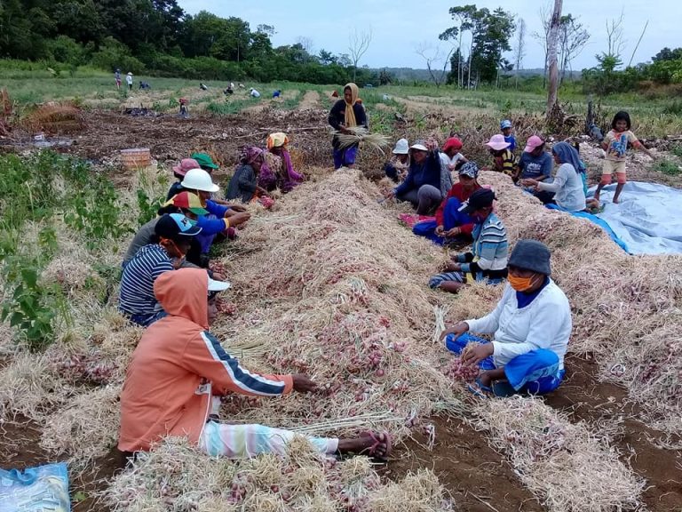Kementan Stabilisasi Harga Bawang dan Cabai