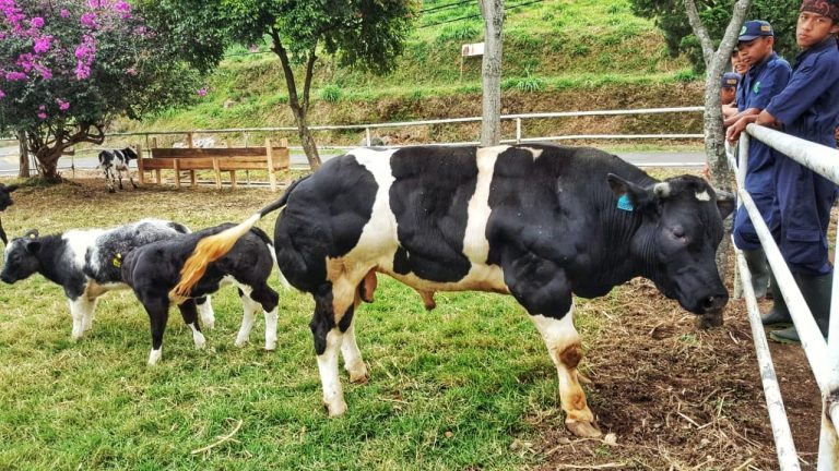 Belgian Blue Berkembangbiak, Jadi Harapan Baru Swasembada Daging Sapi