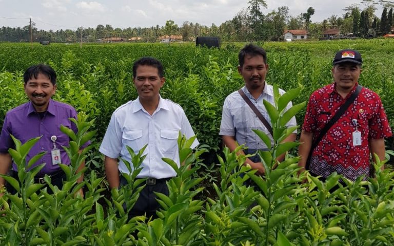 Kementan Bidik Potensi Sentra Benih Jeruk Purworejo