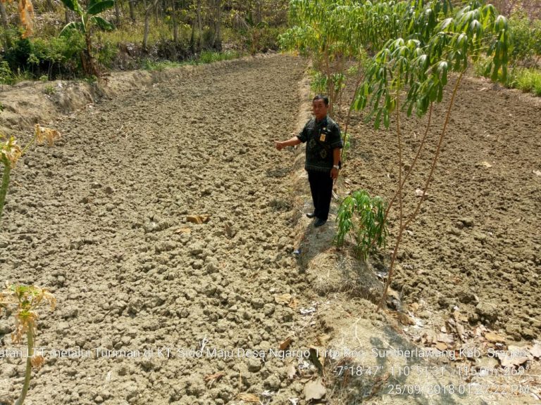 Geliat Sragen Kejar Luas Tanam Padi saat Kemarau