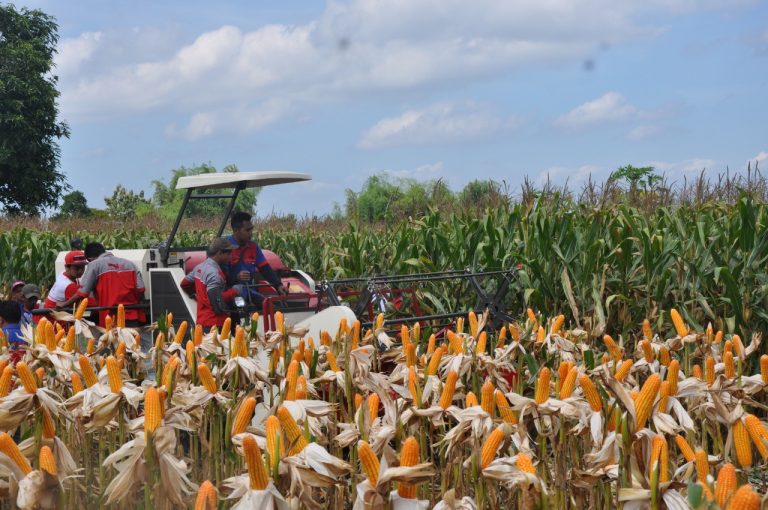 Kementan Pastikan Produksi Jagung Nasional Surplus