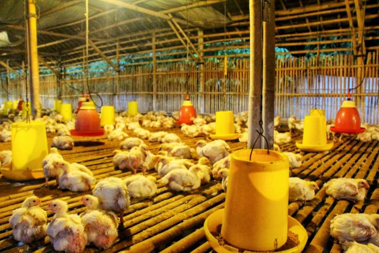 Respon Keluhan Peternak, Kementan Berupaya Stabilkan Pasokan dan Harga Ayam