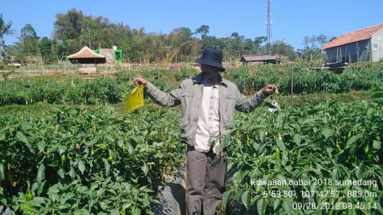 Pemerintah Sigap Amankan Pasokan Cabai Jelang Natal dan Tahun Baru 2019