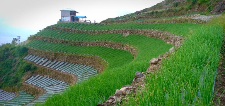 Kementan Dorong Solok Jadi Kawasan Bawang Merah Berbasis Korporasi