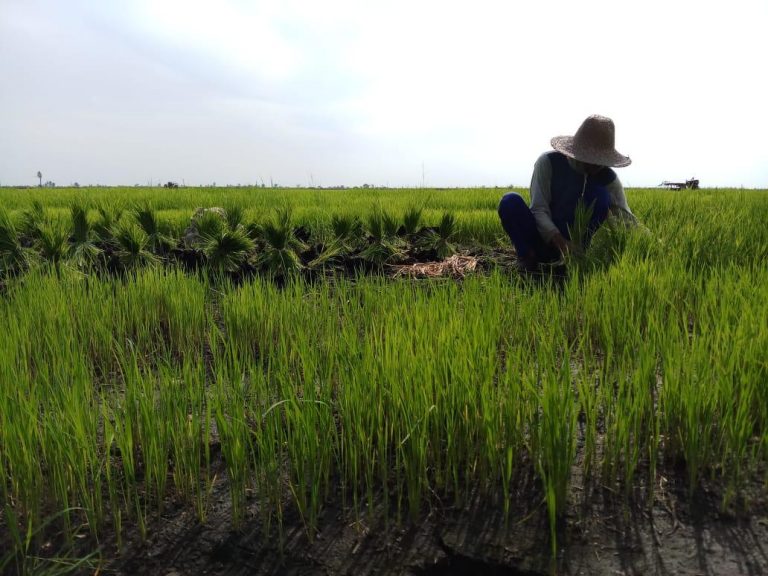 RUU Cipta Kerja Dinilai Buka Peluang Investasi di Sektor Pertanian