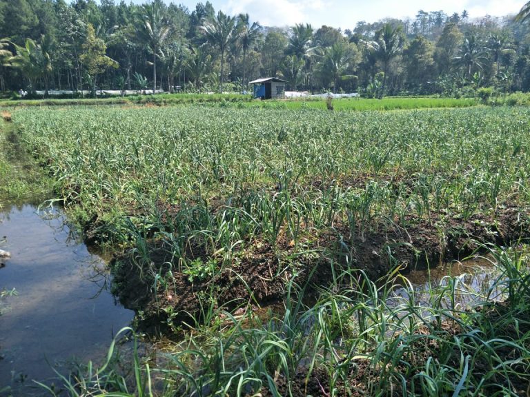 Banyuwangi Mantapkan Langkah Sebagai Sentra Bawang Putih