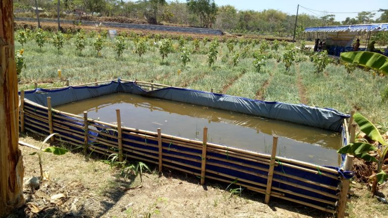 Kementan Dukung Gunung Kidul Kembangkan Bawang Merah Ramah Lingkungan
