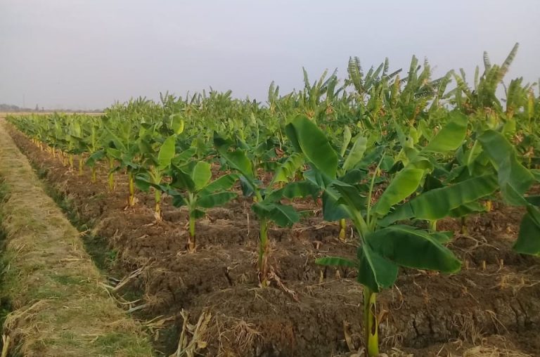 Program Bekerja Kementan jadikan Brebes Kawasan Pisang