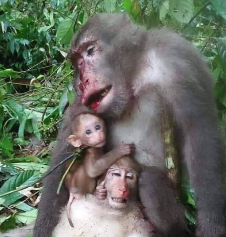 Viral Foto Bayi Monyet Peluk Ibu Bapaknya yang Mati 