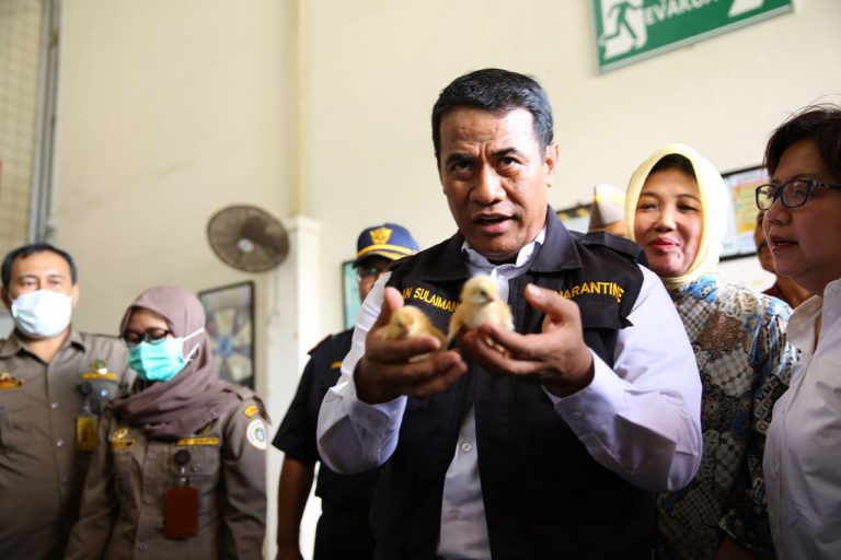 Ekspor Bibit Ayam Petelur ke Timor Leste, Peternak Indonesia Sumbang Devisa