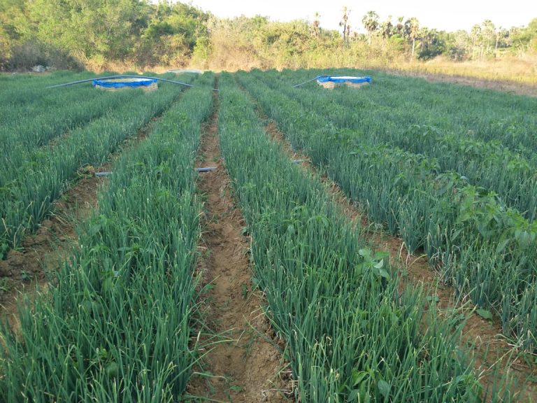 Geliat Produk Hortikultura di Kabupaten Jeneponto