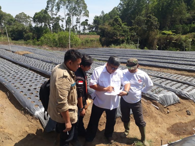 Kementan Bangkitkan Kawasan Bawang Putih di Lereng Gunung Ciremai