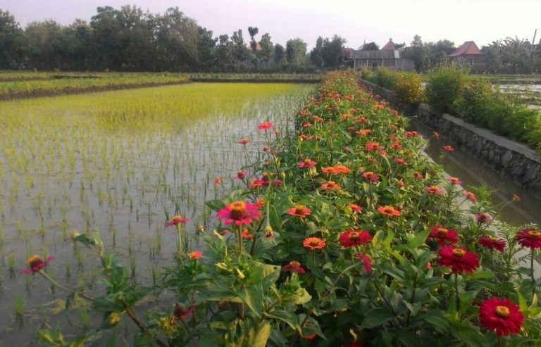 Area budidaya tanaman sehat padi