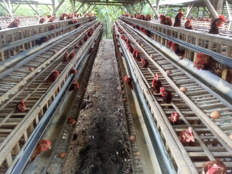 Kementan: Koperasi Salah Satu Jalan Peternak Ayam Petelur Berdaya Saingue