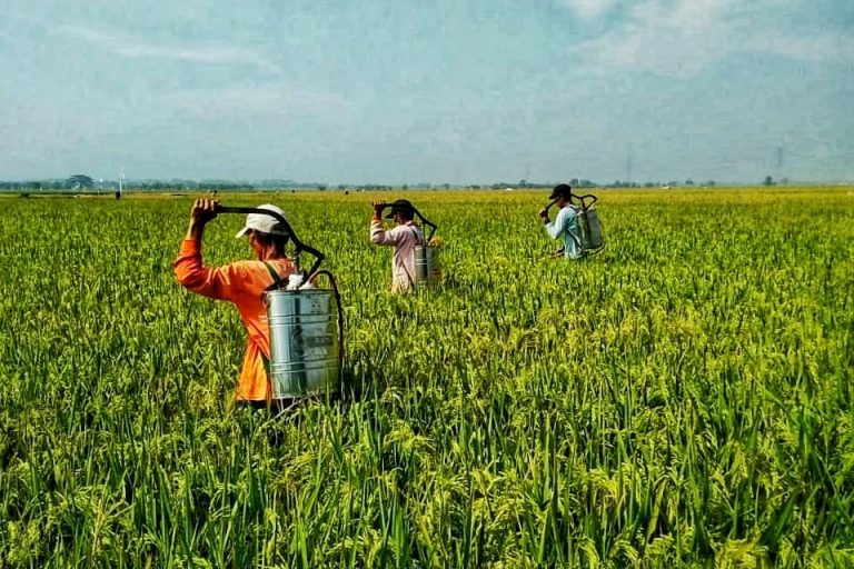 Amankan Produksi, Kementan: Kendalikan Organisme Pengganggu Tanaman Sejak Dini