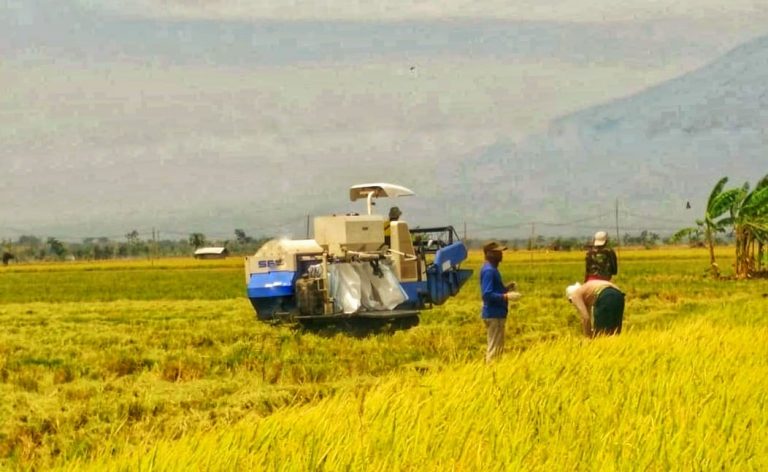 Panen Padi Melimpah, Kementan Pastikan Petani dapat Berkah Saat Kemarau