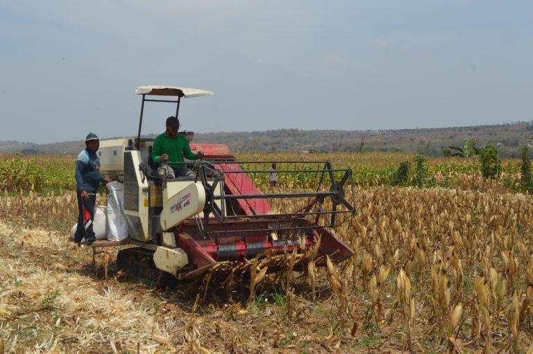Panen Raya Jagung, Bupati Lamongan Tidak Setuju Impor