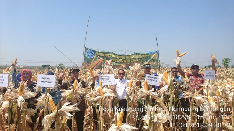 Kepala BKP Kementan dan Bupati Lamongan Panen Raya Jagung