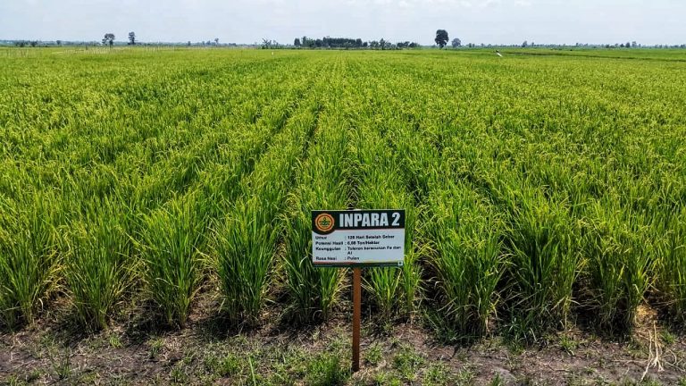 Jelang HPS ke-38, Kementan ungkap Teknologi untuk Sulap Rawa jadi Lahan Pertanian