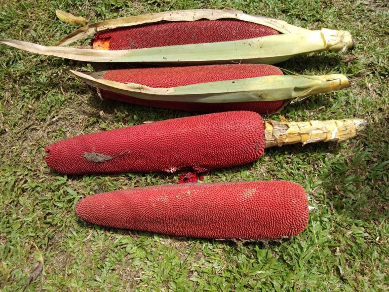 Prospek Buah Merah Menjanjikan