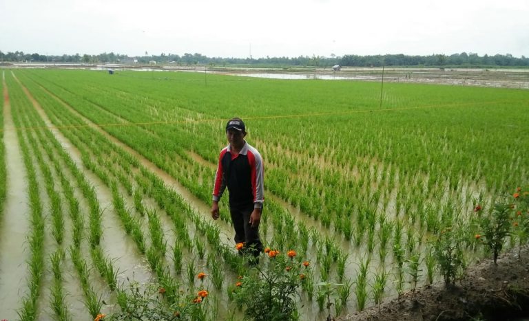Kurangi Penggunaan Pestisida Kimia, Petani Beralih Budidaya Tanaman Sehat