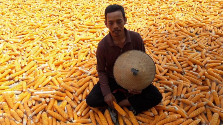 Panen Jagung di Jawa Tengah Melimpah hingga Akhir Tahun