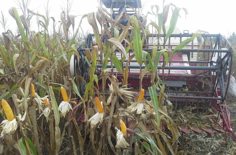 Indonesia Siap Kembangkan Jagung Rendah Aflatoksin